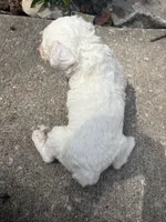 Spider, a male Poodle - Toy  for sale in Centralia, MO – 7 of 8