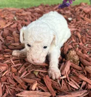 Spider, a male Poodle - Toy  for sale in Centralia, MO – 6 of 6