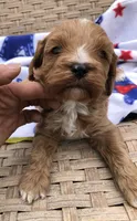 Cale, a male Cavapoo for sale in Centralia, MO – 2 of 2