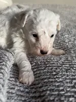 Patch, a male Poodle - Toy  for sale in Centralia, MO – Photo 1 of 3