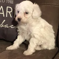 Patch, a male Poodle - Toy  for sale in Centralia, MO – Photo 3 of 3