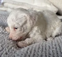 Patch, a male Poodle - Toy  for sale in Centralia, MO – Photo 2 of 3