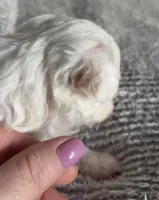 Patch, a male Poodle - Toy  for sale in Centralia, MO – Photo 3 of 3