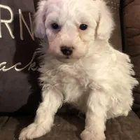 Patch, a male Poodle - Toy  for sale in Centralia, MO – Photo 1 of 3
