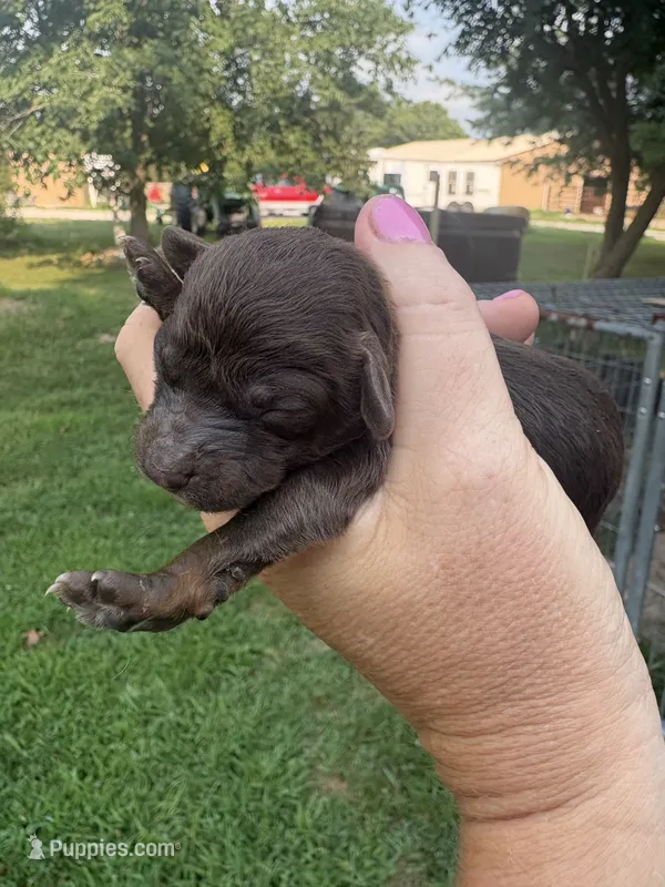 Georgia – Poodle - Toy  puppy on hold in Centralia, MO