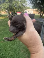 Georgia, a female Poodle - Toy  for sale in Centralia, MO – 1 of 6