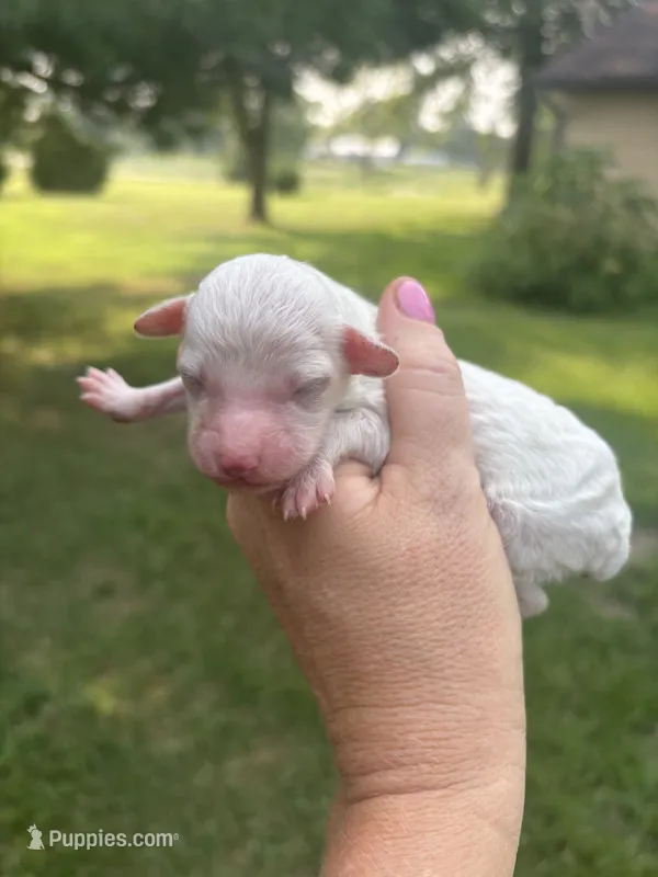 Snowball – Poodle - Toy  puppy for sale in Centralia, MO