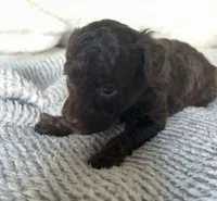 Mocha , a male Poodle - Toy  for sale in Centralia, MO – Photo 2 of 5
