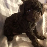 Mocha , a male Poodle - Toy  for sale in Centralia, MO – Photo 2 of 3