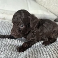 Mocha , a male Poodle - Toy  for sale in Centralia, MO – Photo 5 of 5