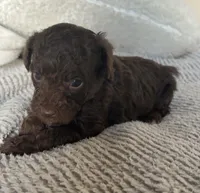 Mocha , a male Poodle - Toy  for sale in Centralia, MO – Photo 1 of 5
