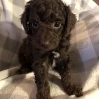 Mocha , a male Poodle - Toy  for sale in Centralia, MO – Photo 3 of 3