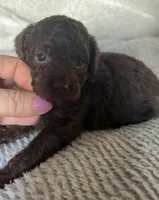 Mocha , a male Poodle - Toy  for sale in Centralia, MO – Photo 4 of 5