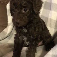 Mocha , a male Poodle - Toy  for sale in Centralia, MO – Photo 1 of 3