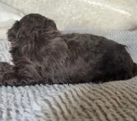 Mocha , a male Poodle - Toy  for sale in Centralia, MO – Photo 3 of 5