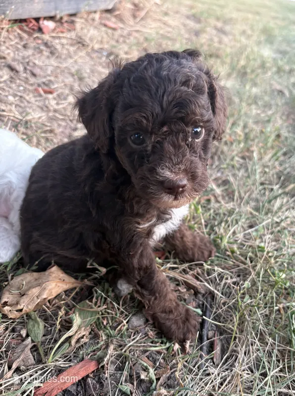 Georgie – Poodle - Toy  puppy for sale in Centralia, MO