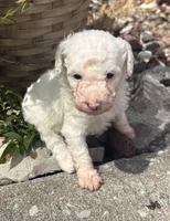 Spider, a male Poodle - Toy  for sale in Centralia, MO – 8 of 8