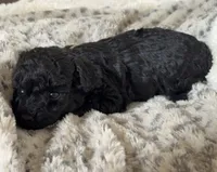 Hank, a male Poodle - Toy  for sale in Centralia, MO – Photo 4 of 6