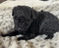 Hank, a male Poodle - Toy  for sale in Centralia, MO – Photo 6 of 6