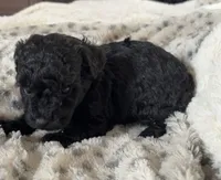 Hank, a male Poodle - Toy  for sale in Centralia, MO – Photo 3 of 6