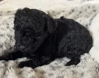 Hank, a male Poodle - Toy  for sale in Centralia, MO – Photo 2 of 6