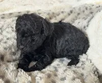 Hank, a male Poodle - Toy  for sale in Centralia, MO – Photo 5 of 6