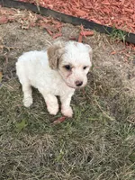 Charlie, a male Poodle - Toy  for sale in Centralia, MO – 4 of 5