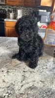 Sadie, a female Poodle - Toy  for sale in Centralia, MO – 3 of 7