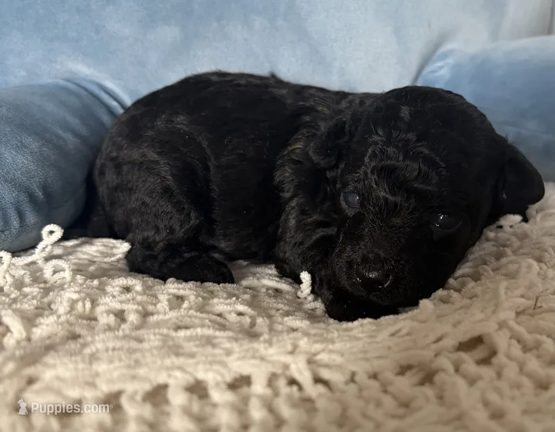 Davey  – Poodle - Toy  puppy for sale in Centralia, MO