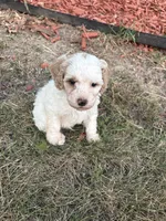 Charlie, a male Poodle - Toy  for sale in Centralia, MO – 5 of 5