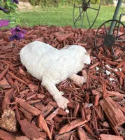 Sylvia , a female Poodle - Toy  for sale in Centralia, MO – 3 of 6