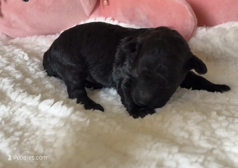Davey  – Poodle - Toy  puppy for sale in Centralia, MO