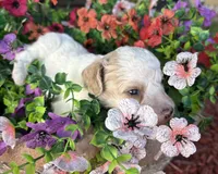 Charlie, a male Poodle - Toy  for sale in Centralia, MO – 7 of 8