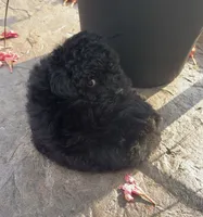 Sadie, a female Poodle - Toy  for sale in Centralia, MO – 5 of 7