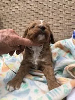 Cricket , a female Cavapoo for sale in Centralia, MO – 3 of 3