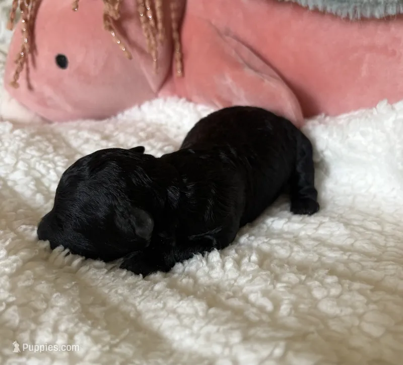 Peggy – Poodle - Toy  puppy for sale in Centralia, MO