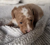 Sadie, a female Poodle - Toy  for sale in Centralia, MO – Photo 3 of 9