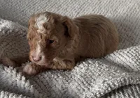Sadie, a female Poodle - Toy  for sale in Centralia, MO – Photo 1 of 9
