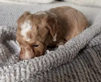 Sadie, a female Poodle - Toy  for sale in Centralia, MO – Photo 6 of 9