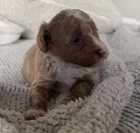 Sadie, a female Poodle - Toy  for sale in Centralia, MO – Photo 2 of 9