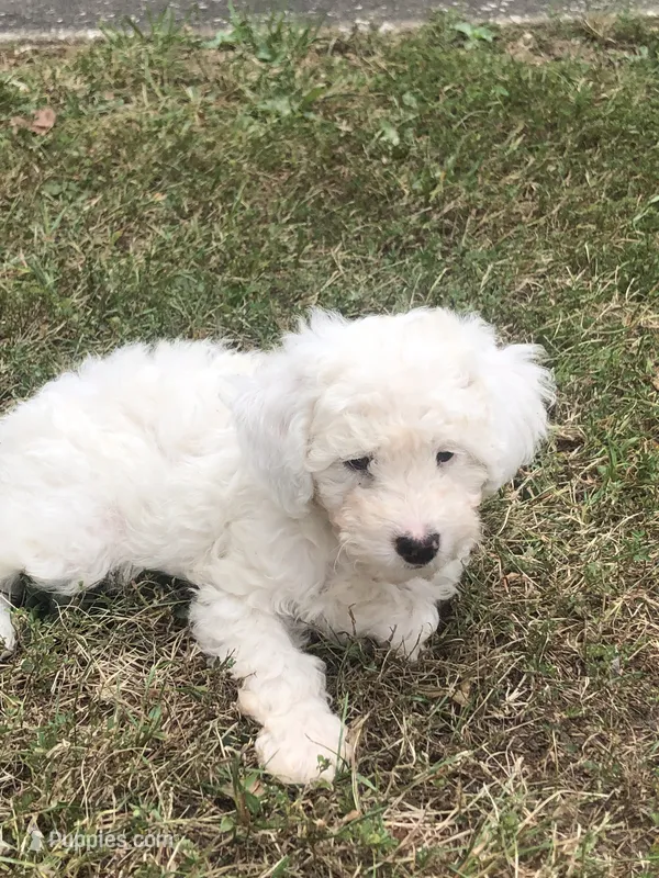 Spider – Poodle - Toy  puppy for sale in Centralia, MO