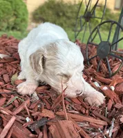 Charlie, a male Poodle - Toy  for sale in Centralia, MO – 5 of 8