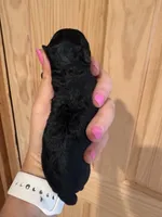 Davey , a male Poodle - Toy  for sale in Centralia, MO – 3 of 4