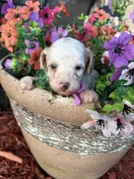 Charlie, a male Poodle - Toy  for sale in Centralia, MO – 8 of 8