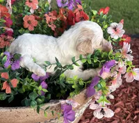 Charlie, a male Poodle - Toy  for sale in Centralia, MO – 6 of 8