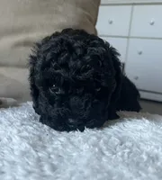 Callie, a female Poodle - Toy  for sale in Centralia, MO – 2 of 2