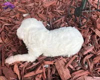 Spider, a male Poodle - Toy  for sale in Centralia, MO – 4 of 6
