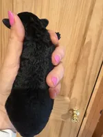 Trixie , a female Poodle - Toy  for sale in Centralia, MO – 2 of 3