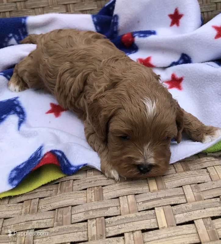Cale – Cavapoo puppy for sale in Centralia, MO
