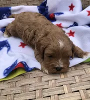 Cale, a male Cavapoo for sale in Centralia, MO – 1 of 2